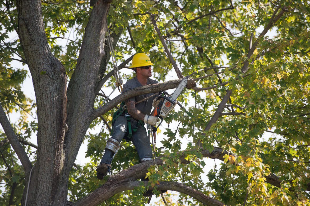 tree trimming and cutting