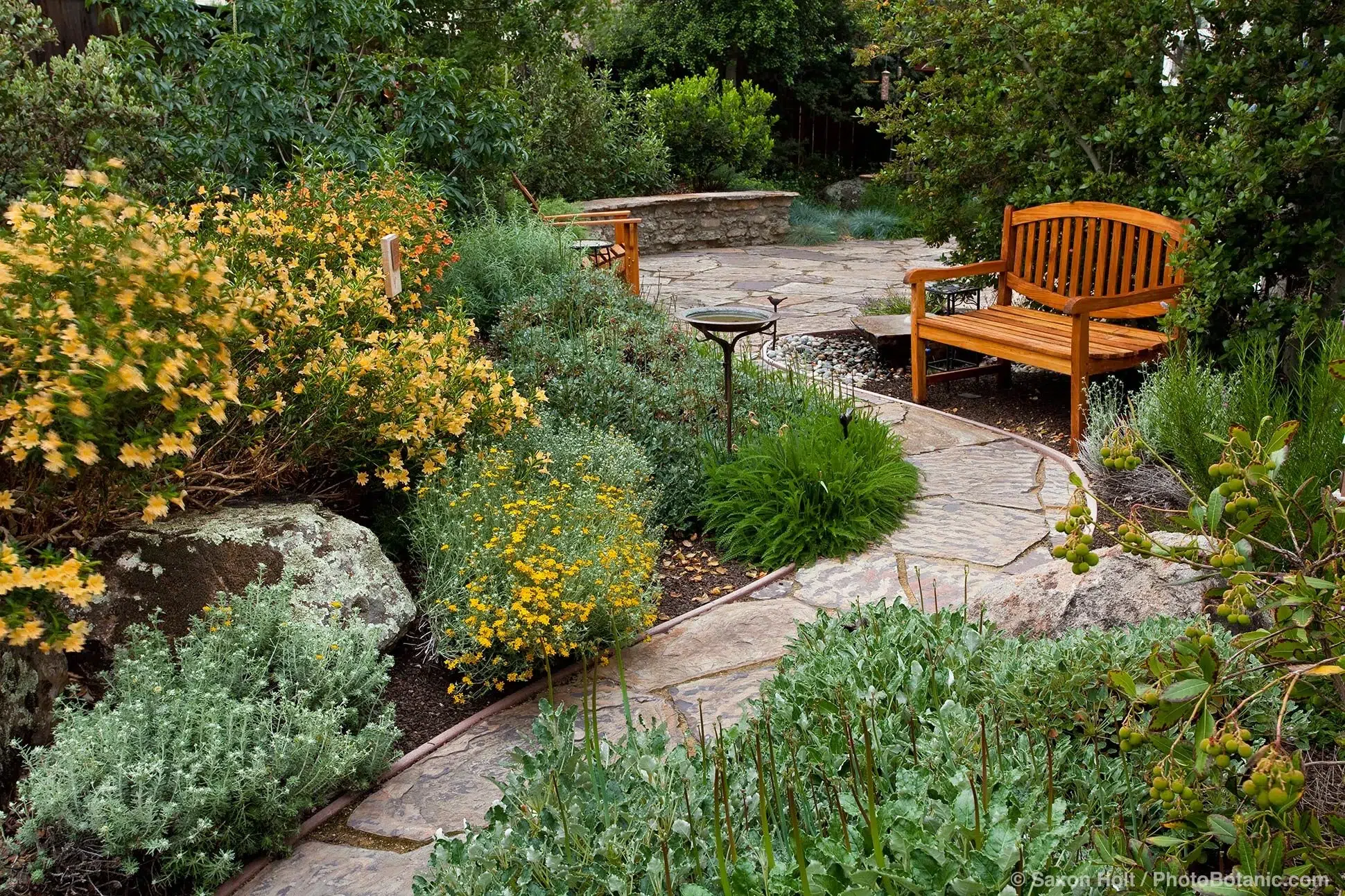 Beautiful low-maintenance native plant landscaping in Nepal with Khasi Kanda grass, Lapsi tree, and Dhurseli shrubs in a Kathmandu home garden